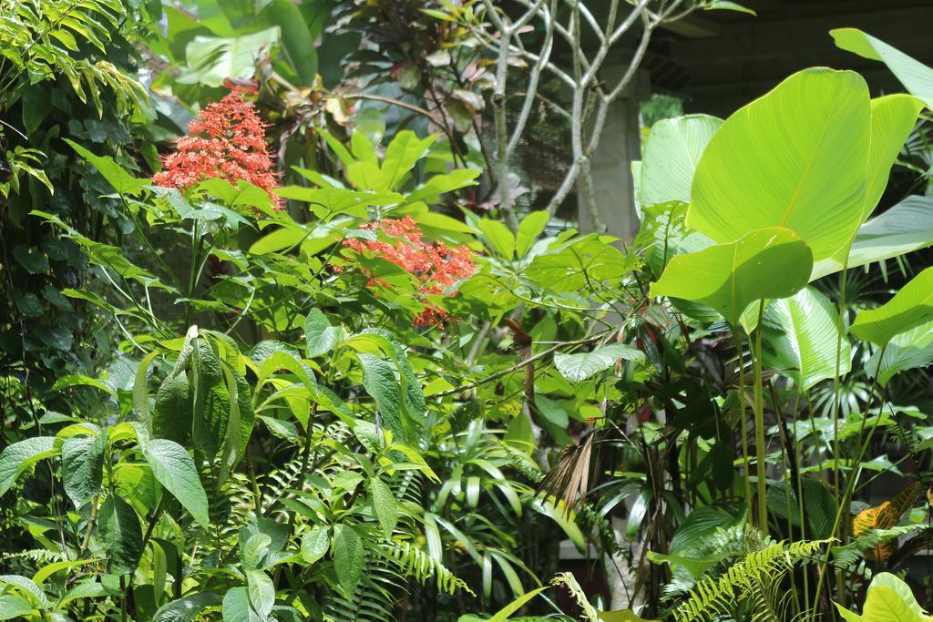 Karang Mesari Ubud Guest House Экстерьер фото